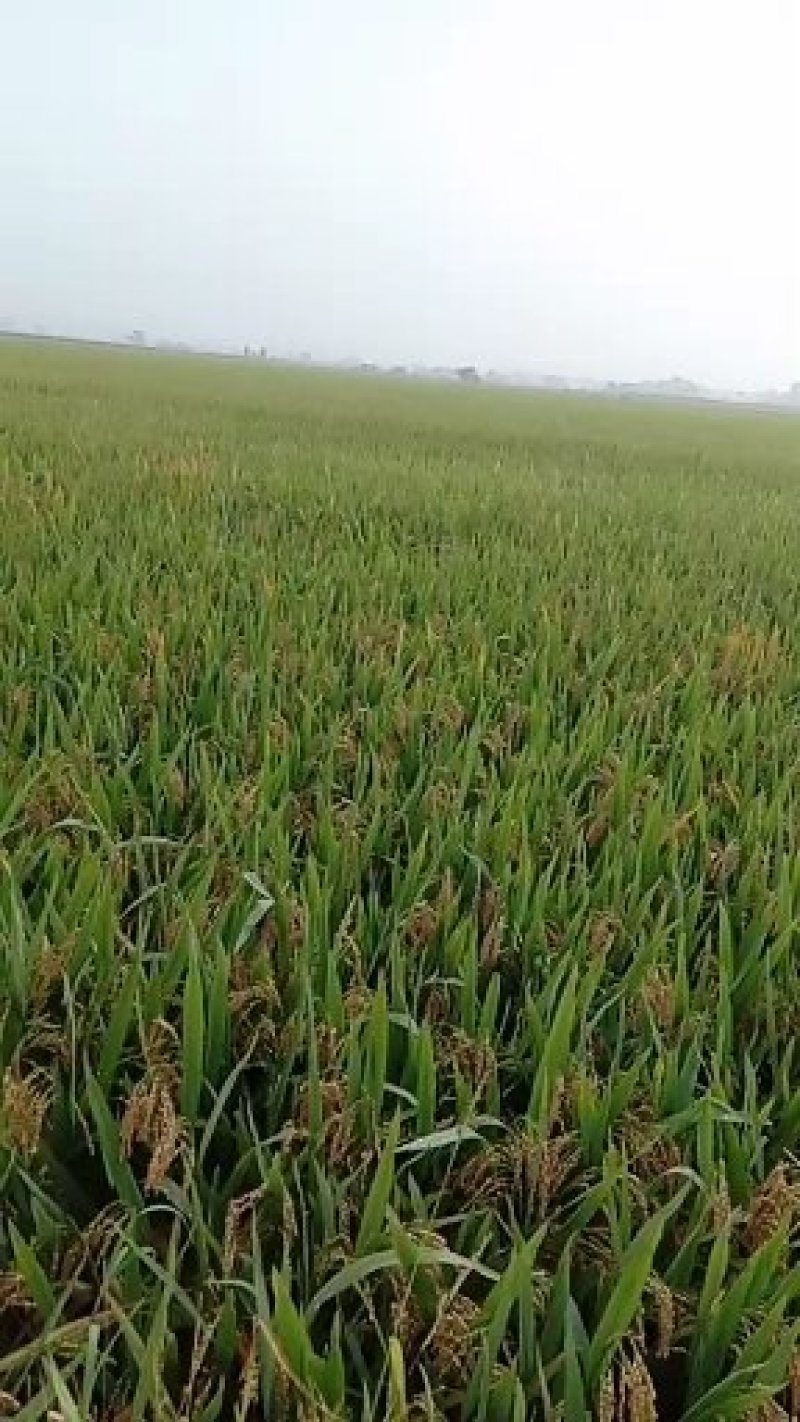 现磨优质鲜米
