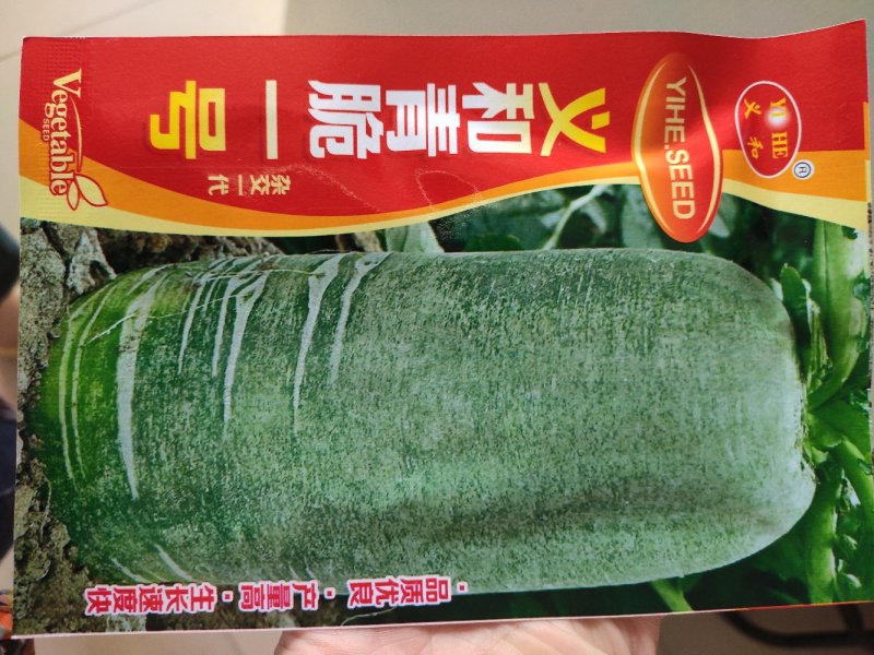 青萝卜种子青脆一号里外青水果萝卜种子