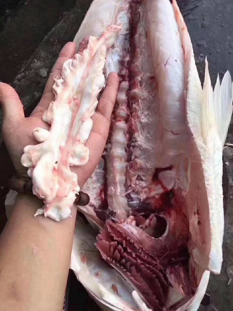 鳕鱼胶