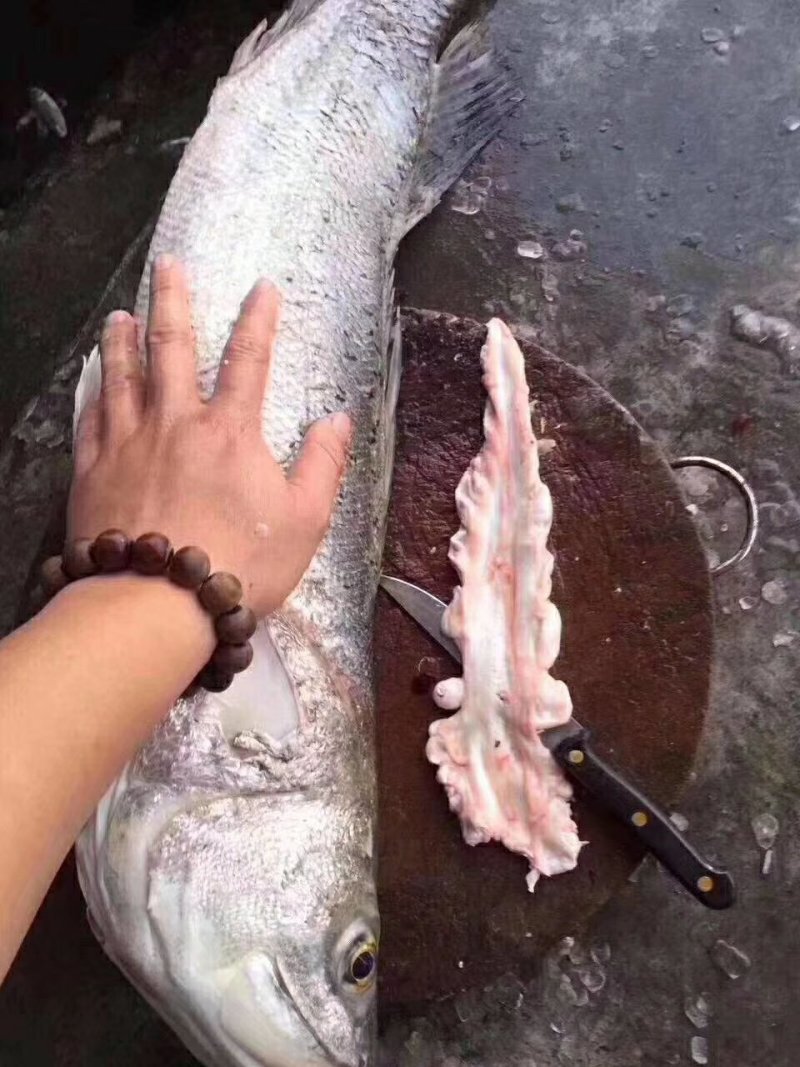 鳕鱼胶