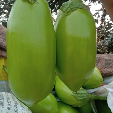 优质青茄一手货源可对接批发商超市电商欢迎各位老板洽谈
