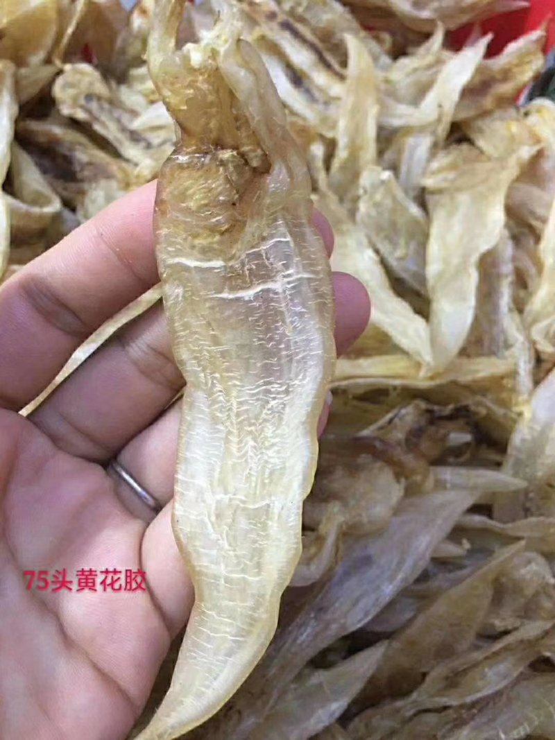 黄花胶