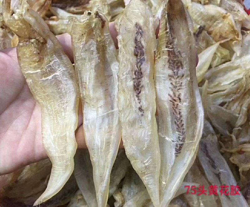 黄花胶