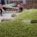 山东早熟冬枣批发产地直供口感脆甜采摘量大