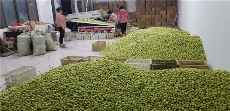 山东早熟冬枣批发产地直供口感脆甜采摘量大