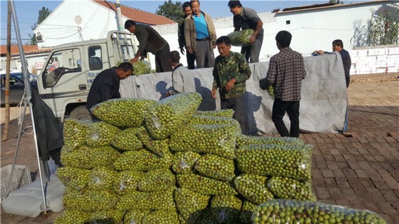 山东早熟冬枣批发产地直供口感脆甜采摘量大