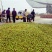 山东早熟冬枣批发产地直供口感脆甜采摘量大