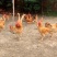 散养肉鸡出售