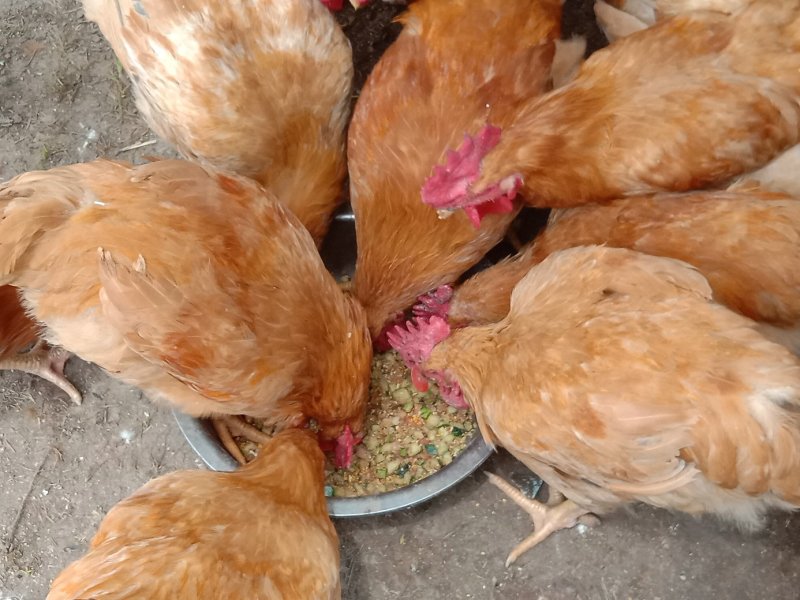 散养肉鸡出售