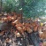 散养肉鸡出售