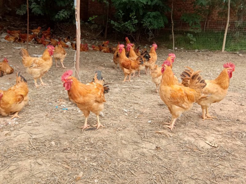 散养肉鸡出售