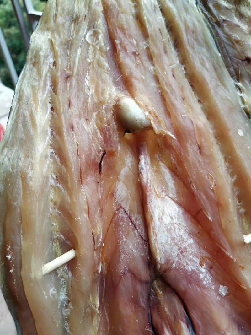 马友鱼