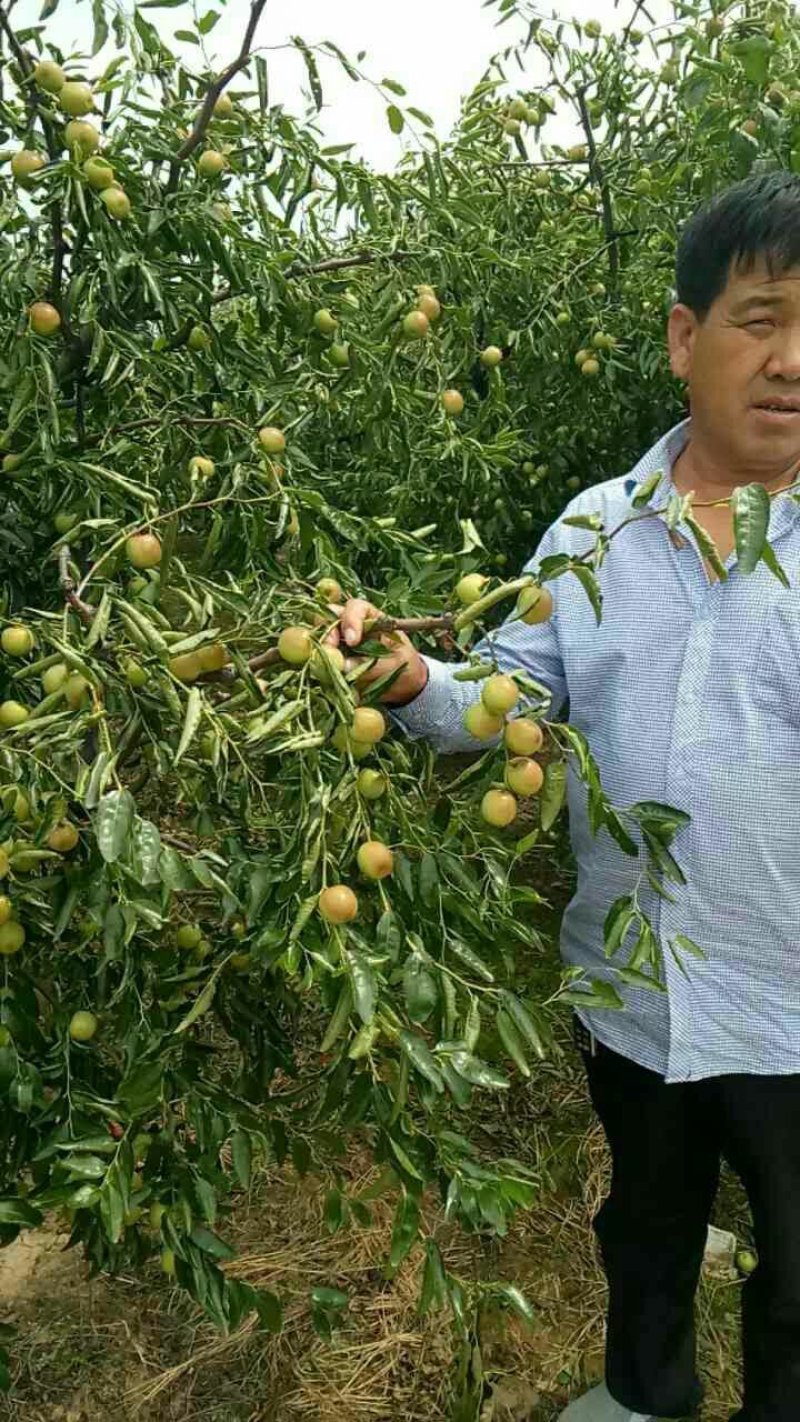 山东鲜枣乐陵鲜枣批发代办产地直销50万亩基地现摘现发