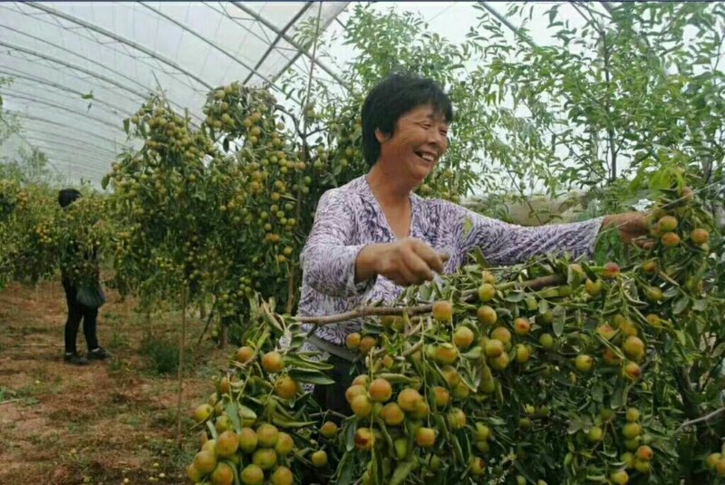 山东鲜枣乐陵鲜枣批发代办产地直销50万亩基地现摘现发