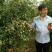 山东鲜枣乐陵鲜枣批发代办产地直销50万亩基地现摘现发