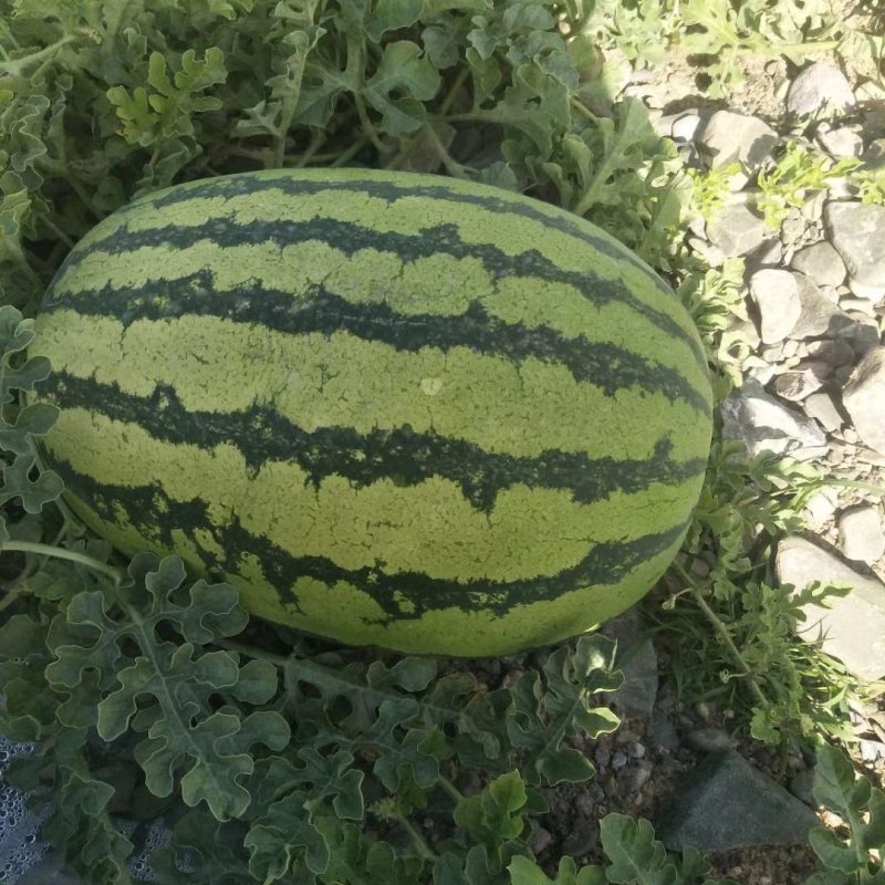 西瓜
