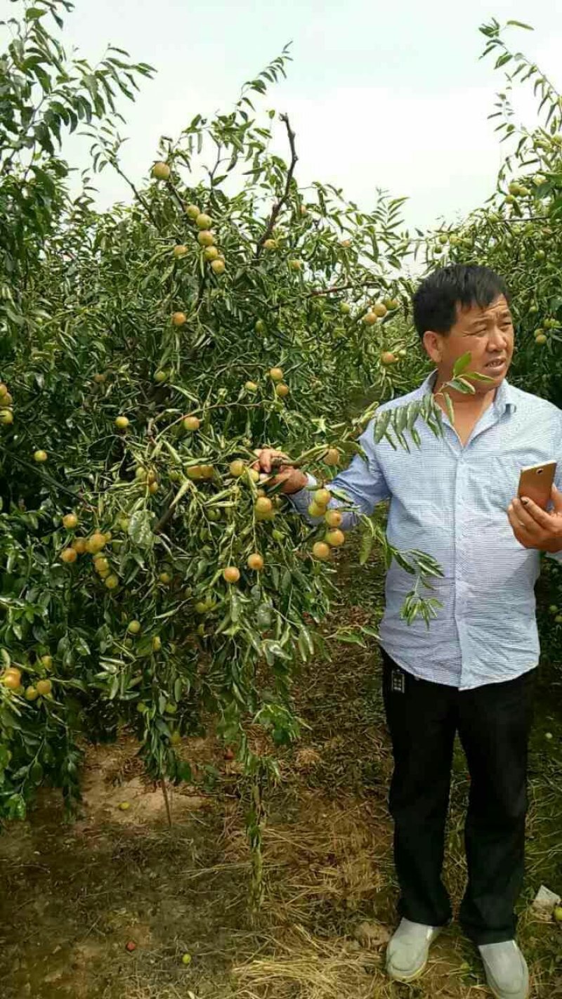 山东鲜枣早脆王鲜枣基地专业代办50万亩基地现摘现发