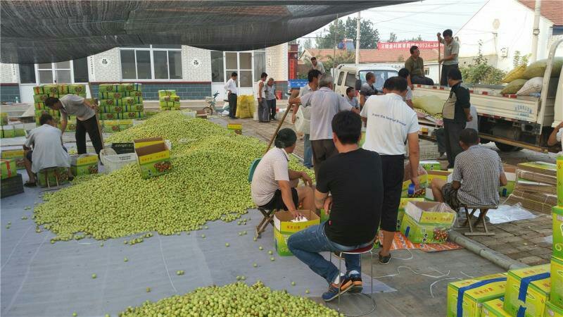 山东鲜枣早脆王鲜枣基地专业代办50万亩基地现摘现发