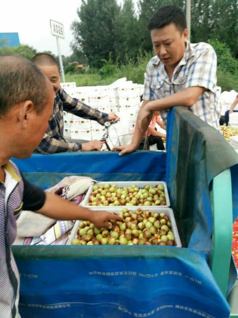 新上市鲜脆枣大量上市基地现摘现发50万亩基地现摘现发