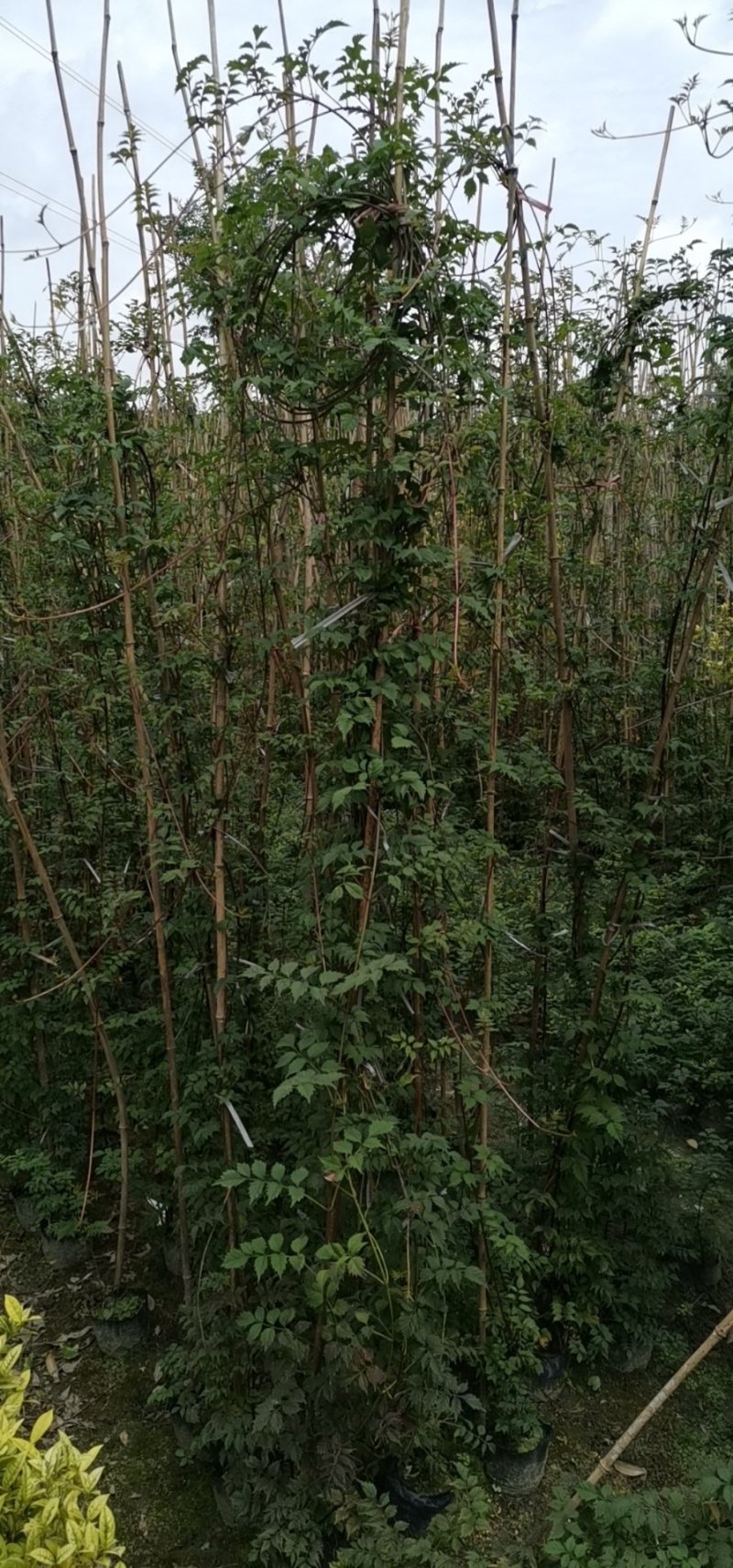 凌霄花