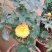 月季花日本玛丽，艾帕索，金丝雀，莫奈，果汁月季