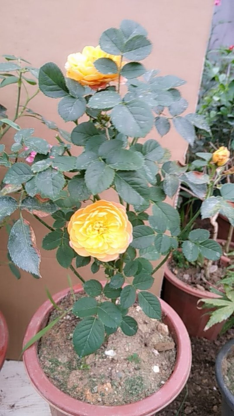 月季花日本玛丽，艾帕索，金丝雀，莫奈，果汁月季