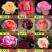 月季花日本玛丽，艾帕索，金丝雀，莫奈，果汁月季