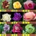 月季花日本玛丽，艾帕索，金丝雀，莫奈，果汁月季