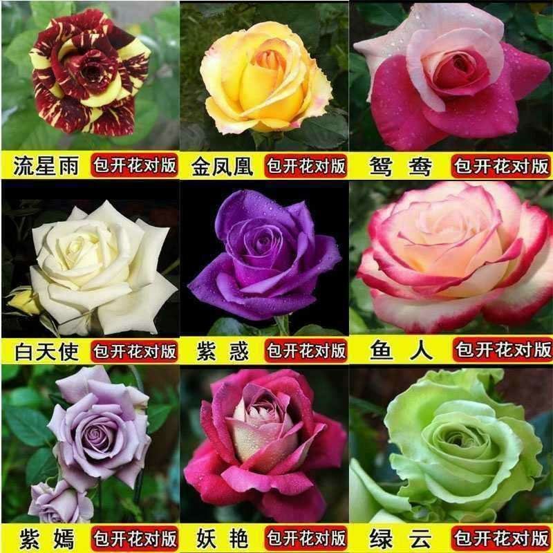 月季花日本玛丽，艾帕索，金丝雀，莫奈，果汁月季