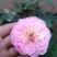 月季花日本玛丽，艾帕索，金丝雀，莫奈，果汁月季