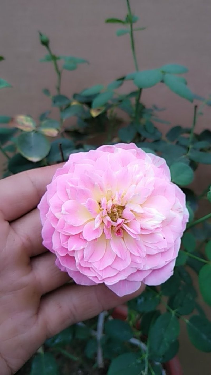 月季花日本玛丽，艾帕索，金丝雀，莫奈，果汁月季