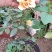 月季花日本玛丽，艾帕索，金丝雀，莫奈，果汁月季