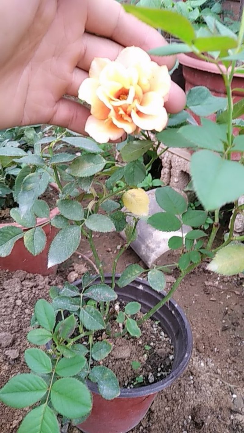 月季花日本玛丽，艾帕索，金丝雀，莫奈，果汁月季