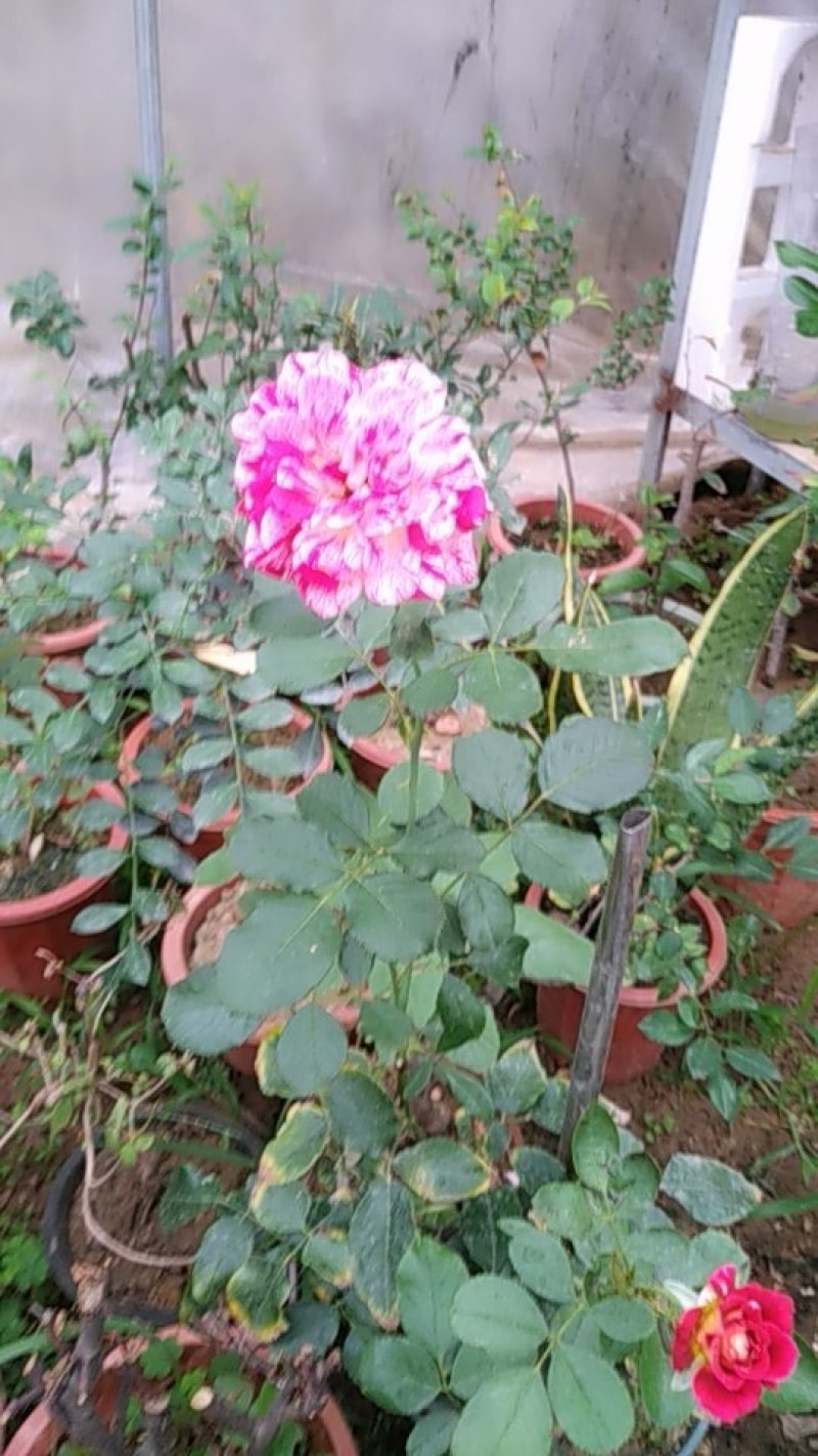月季花日本玛丽，艾帕索，金丝雀，莫奈，果汁月季