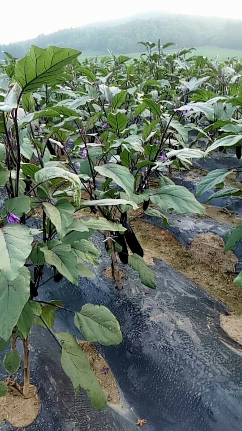 长茄