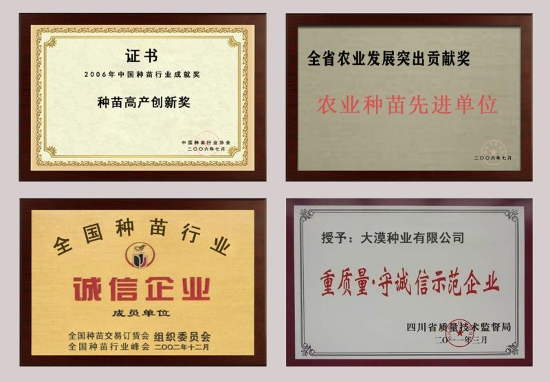 先正达撒利奥887，新一代杂交西兰花种子