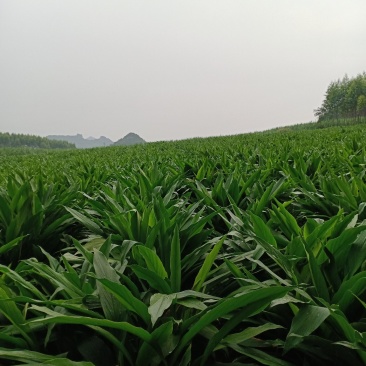 郁金