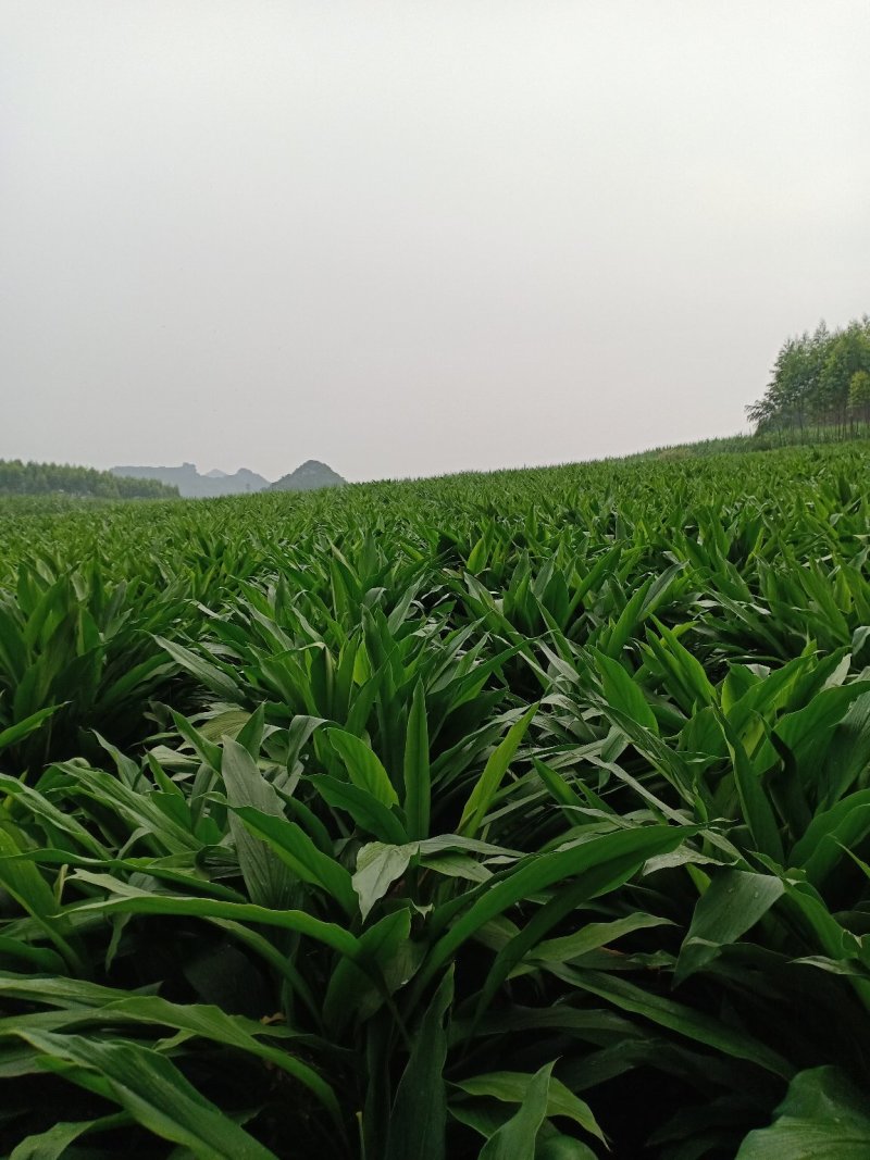郁金