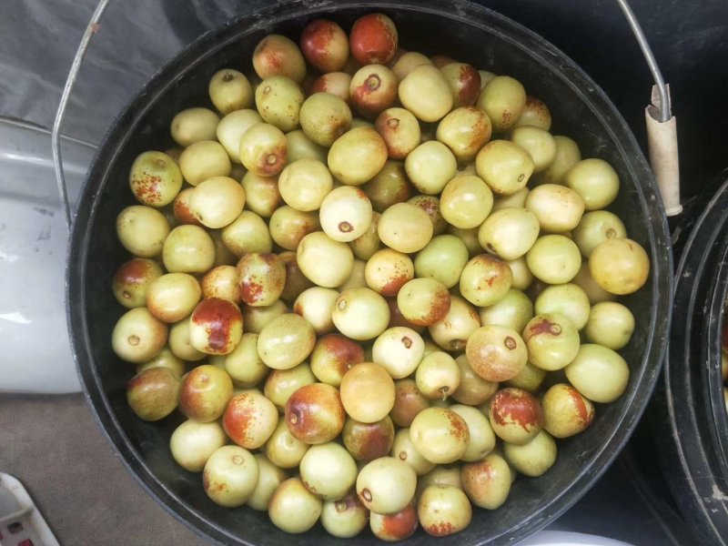 大荔冬枣