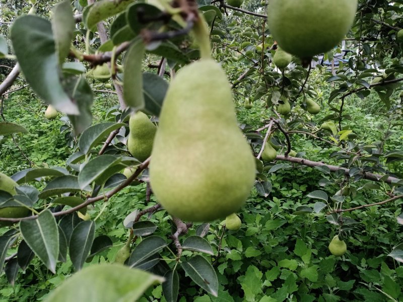 当季新鲜水果太婆梨