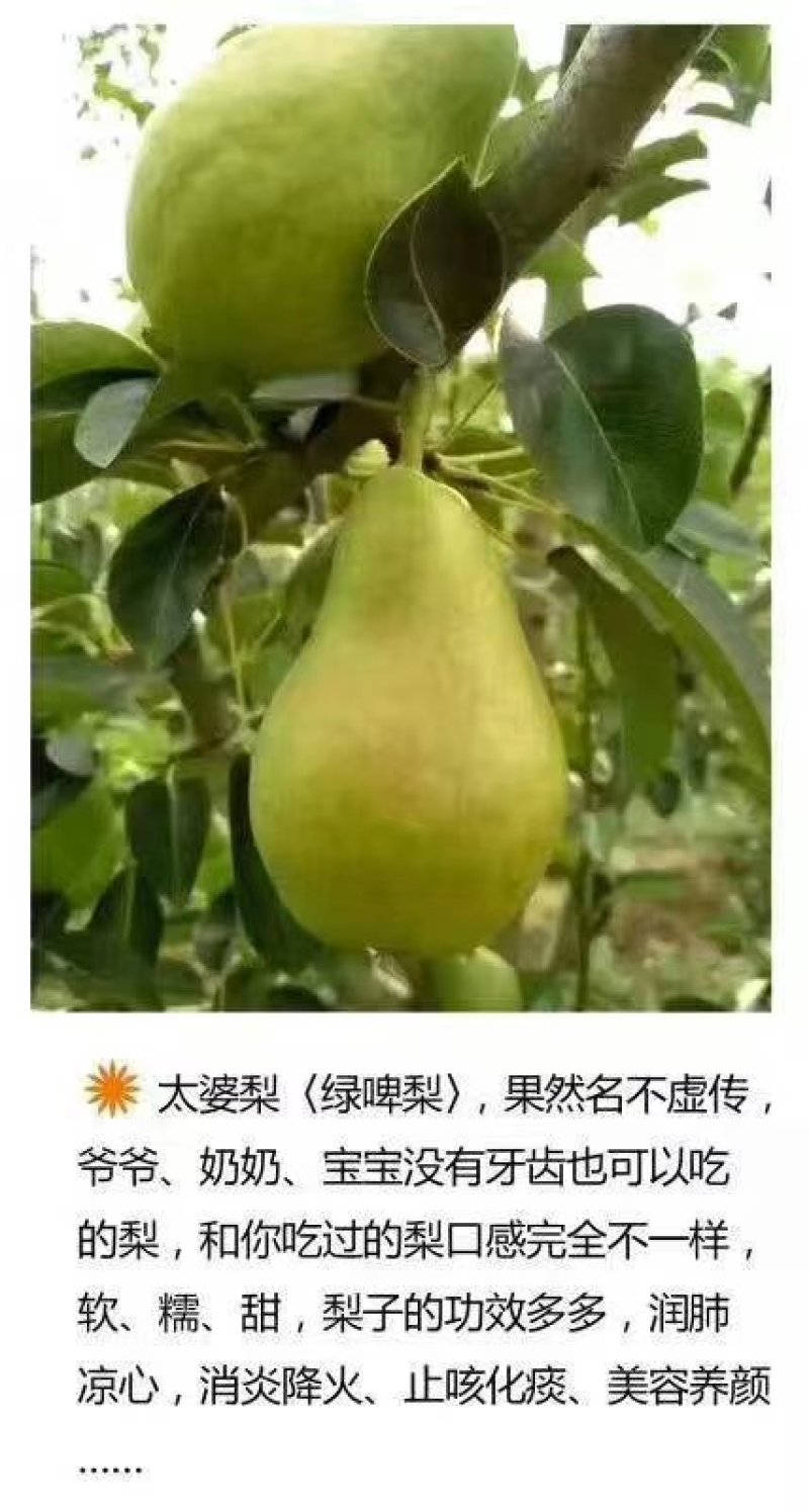 当季新鲜水果太婆梨