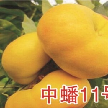 山东毛蟠桃批发毛蟠桃大量上市品质好口感纯正可全国发货