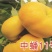 山东毛蟠桃批发毛蟠桃大量上市品质好口感纯正可全国发货