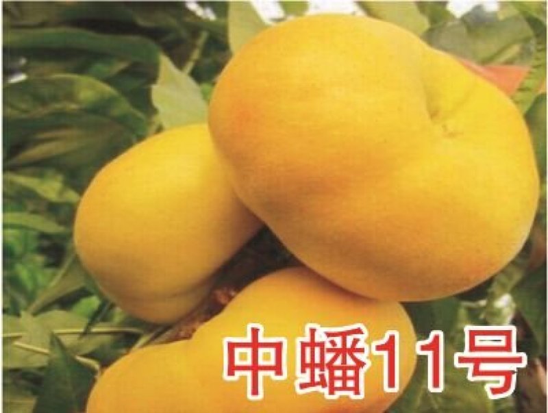山东毛蟠桃批发毛蟠桃大量上市品质好口感纯正可全国发货