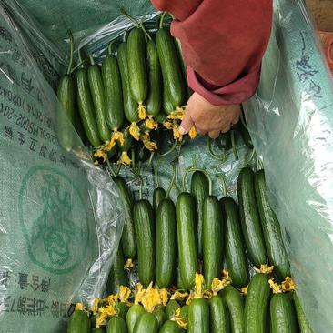 水果黄瓜，15至18公分，量大,常年有货价格便宜