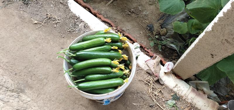 水果黄瓜，15至18公分，量大,常年有货价格便宜