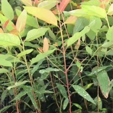 桉树苗29，轻质杯组培苗