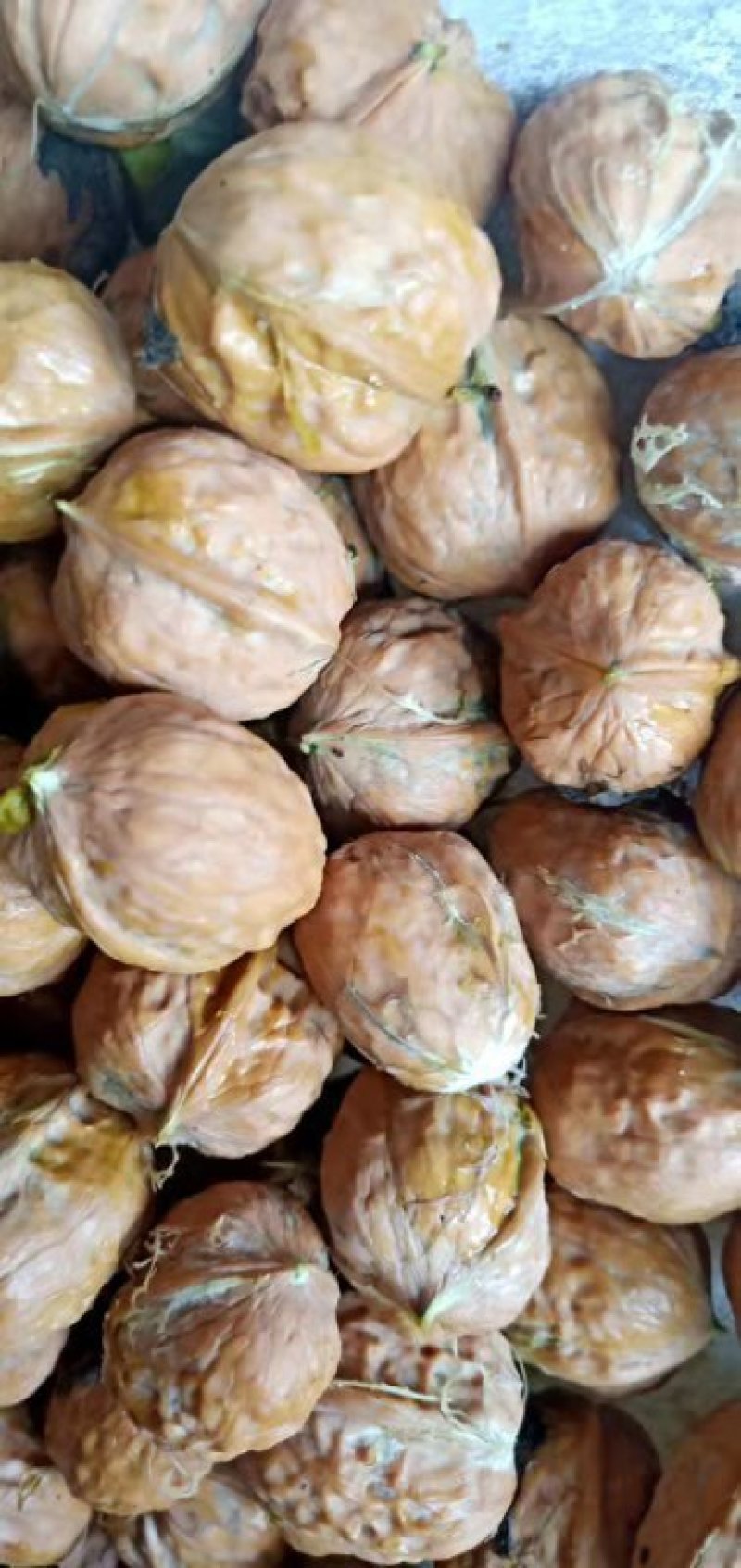 盐源早鲜核桃