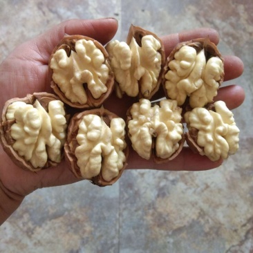 盐源早鲜核桃