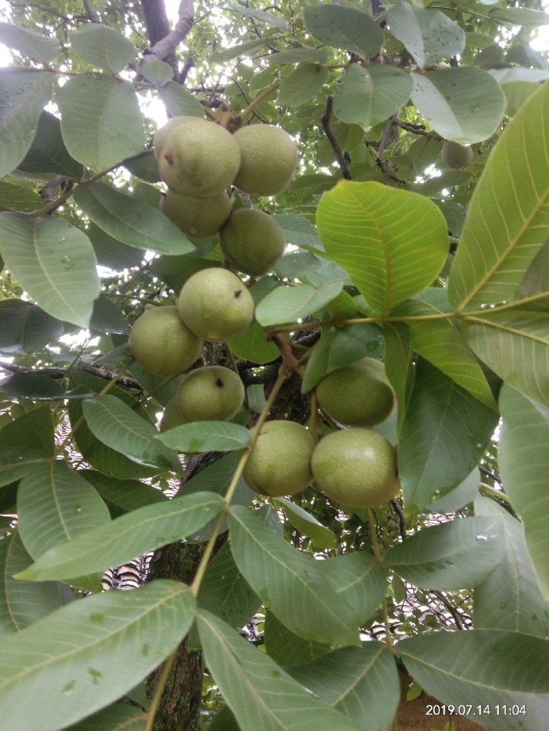 盐源早鲜核桃